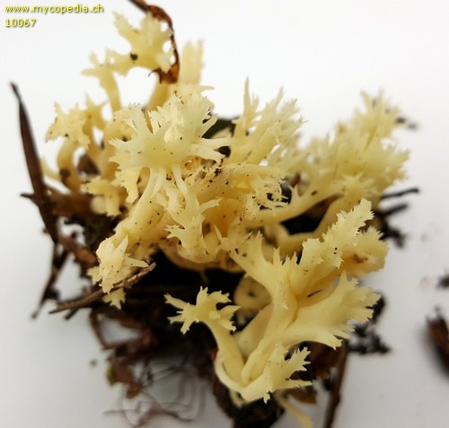 Clavulina coralloides - 