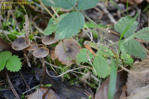 Cortinarius flexipes var. inolens - 