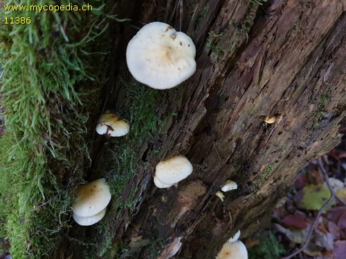 Hygrophoropsis aurantiaca var. lactea - 