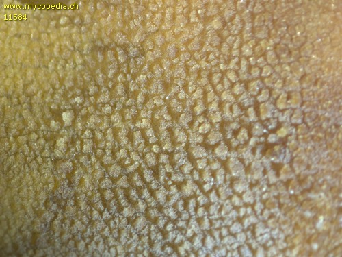 Cystoderma amianthinum - Hutoberflche - 