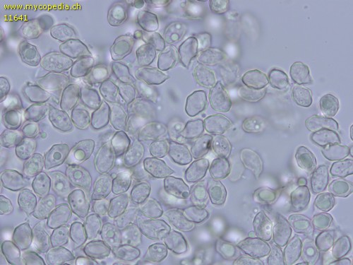 Entoloma tjallingiorum - Sporen - Wasser  - 