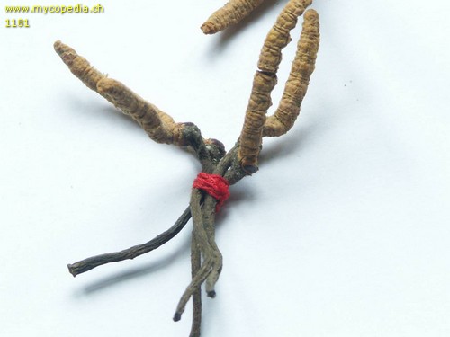 Ophiocordyceps sinensis - 