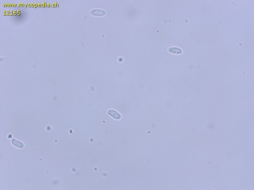 Crystallicutis serpens - Sporen - 