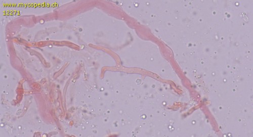 Fibroporia gossypium - Skeletthyphen - Kongorot  - 