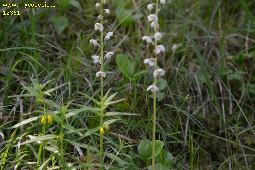 Pyrola rotundifolia - 