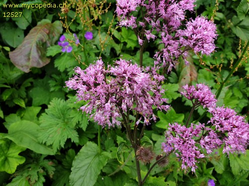 Adenostyles alliariae - 