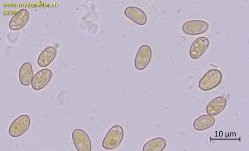 Pholiota tuberculosa - 