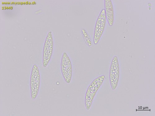 Ascocoryne cylichnium - Sporen - Wasser  - 