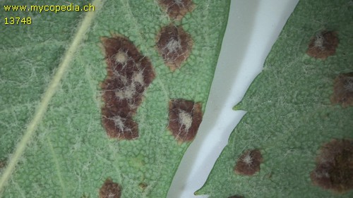 Eriophyes mali - 