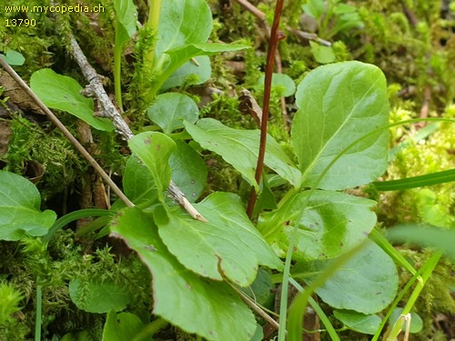 Pyrola rotundifolia - 