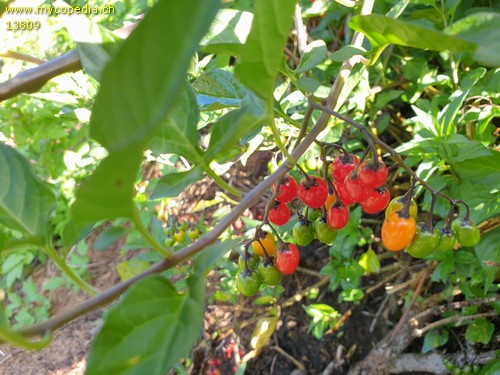 Solanum dulcamara - 