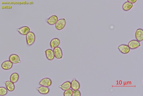Dermoloma cuneifolium - Sporen - Melzers  - 