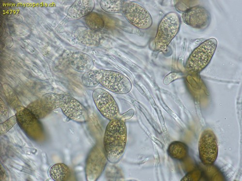 Pleomassaria siparia - Anamorphe Sporen - 