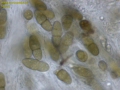 Pleomassaria carpini - Sporen - Wasser  - 
