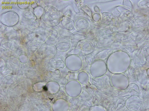 Ombrophila janthina - Textura globosa - 