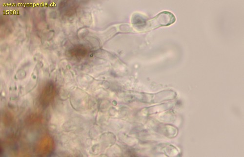 Panaeolus acuminatus - Cheilozystiden - Wasser  - 