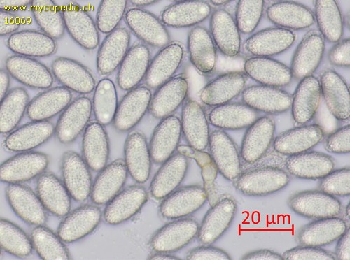 Spooneromyces laeticolor - Spore/n - Wasser  - 