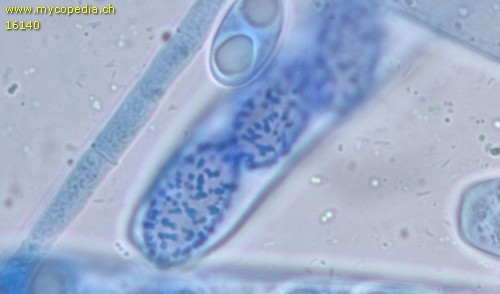 Paragalactinia michelii - Sporen - Baumwollblau  - 