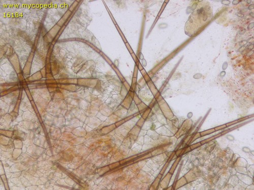 Spooneromyces laeticolor - 