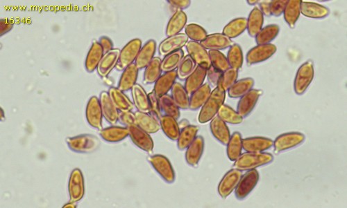 Leucoagaricus sericifer f. sericifer - Sporen - Baral  - 