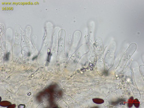 Psathyrella conopilus - 