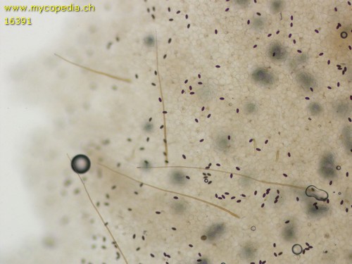 Psathyrella conopilus - HDS - 