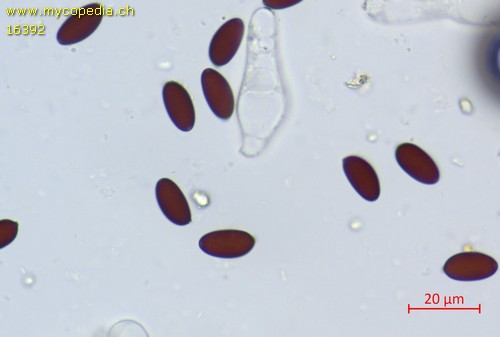 Psathyrella conopilus - Sporen - Wasser  - 