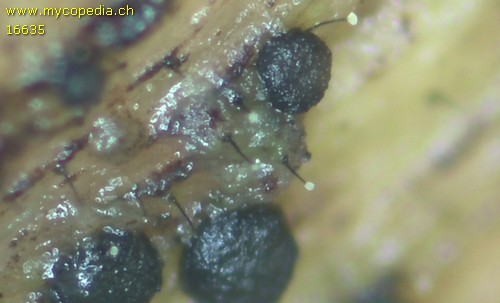 Dematioscypha delicata - 