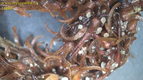 Cyathicula amenti - 