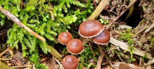 Deconica crobula - 