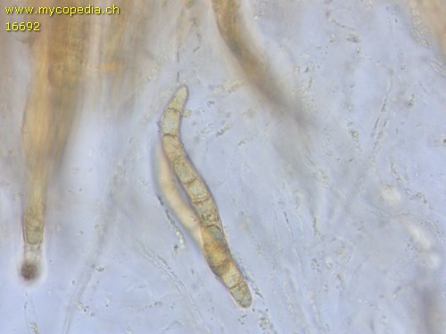 Lasiosphaeria ovina - 