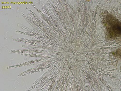 Lasiosphaeria ovina - 
