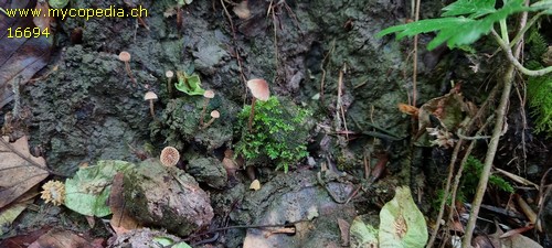 Flammulaster carpophilus - 