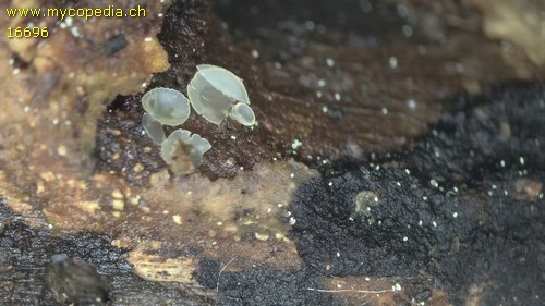 Hyalorbilia inflatula - 