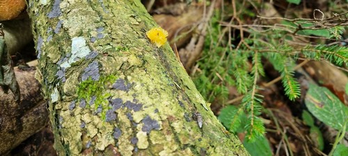 Peniophora limitata - 