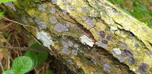 Peniophora limitata - 