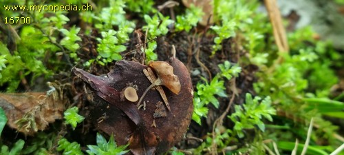 Ciboria rufofusca - 