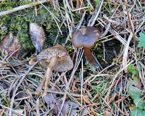 Entoloma vernum - 