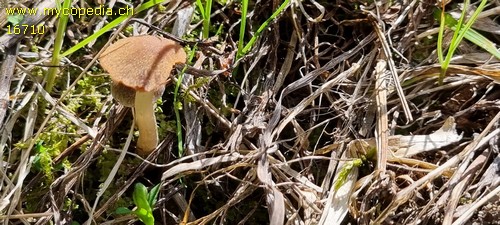 Psathyrella spadiceogrisea - 
