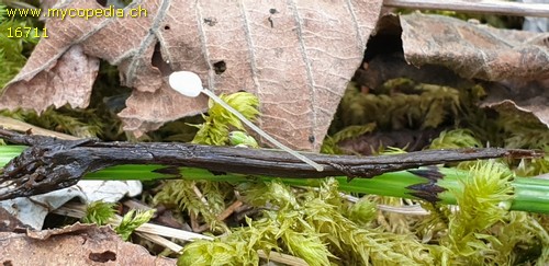 Hemimycena pseudocrispula - 