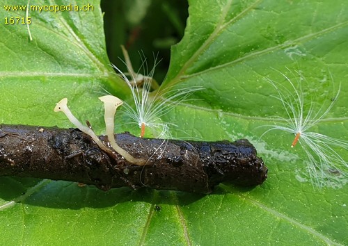 Cudoniella clavus - 