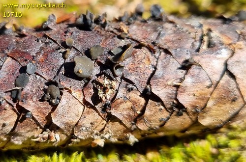 Rutstroemia bulgarioides - 