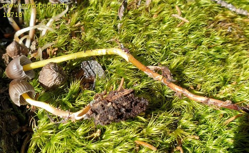 Mycena epipterygia - 