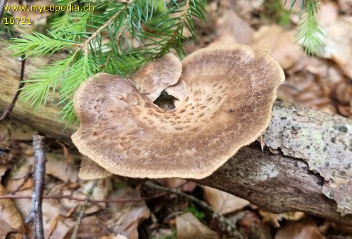 Polyporus tuberaster - 