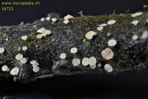Hymenoscyphus imberbis - 
