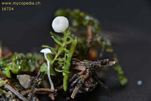 Hemimycena gracilis - 