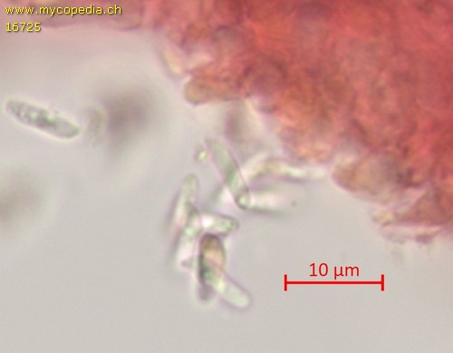 Hemimycena gracilis - Spore/n - Kongorot  - 