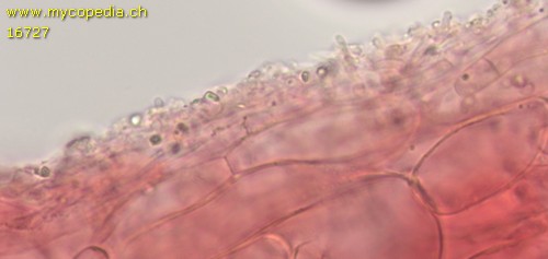 Hemimycena gracilis - HDS - Kongorot  - 