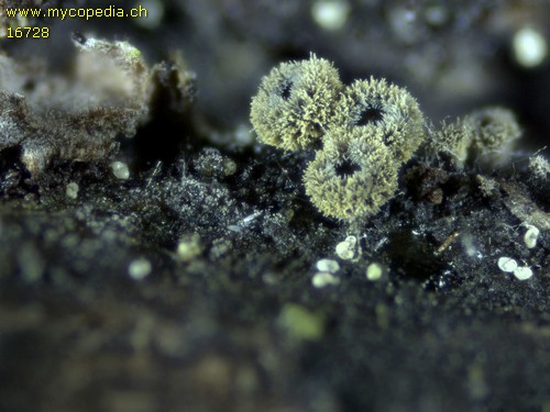 Neodasyscypha cerina - 