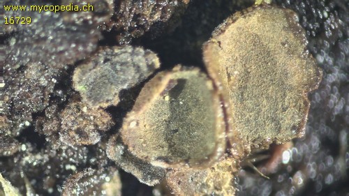 Ionomidotis fulvotingens - 